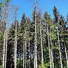 Diese Bäume zeigen Borkenkäferbefall. Um eine schnelle Ausbreitung zu unterbinden, hat der Landkreis Breisgau-Hochschwarzwald ein ...
