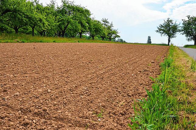 Bild 1: Neue Blühwiese in Markdorf: Wie die Blumen auf die Wiese kommen
