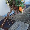 Ralf und Claudia Nell wissen, dass es eigentlich noch zu früh ist für einen Narrenbaum. Sie berichten: &bdquo;Bei uns haben sich die ...