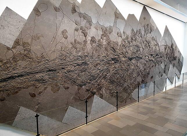 Die beeindruckendsten Fossilien aus dem Posidonienschiefer sind riesige Kolonien von Seelilien: Hier ein Beispiel aus dem Museum Hauff ...