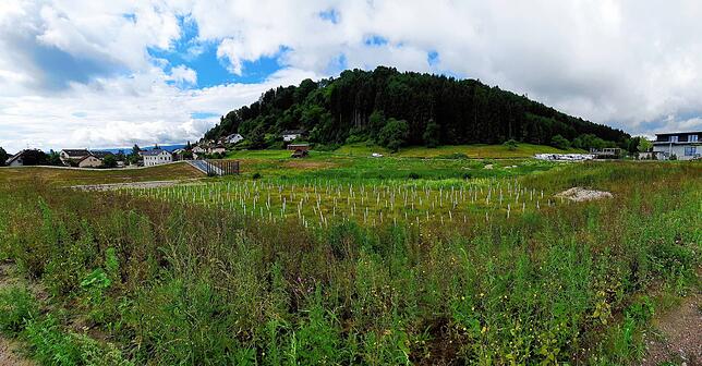 So sieht das Regenrückhaltebecken im Fuchsweg aus. Links hinten ist der Zulauf zu erkennen und im Becken wachsen Pflanzen. Das Bild ist ...