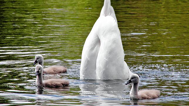 &bdquo;Nanu, wo ist die Mami hin?&ldquo; Das scheinen sich diese drei jungen Schwanküken zu fragen, die derzeit im Schlosspakt zu ...
