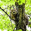 Die hochschwangere Katze Mischa harrte über 24 Stunden oben im Baum aus. Sie kam nicht mehr herunter. Da half auch das Locken mit ...