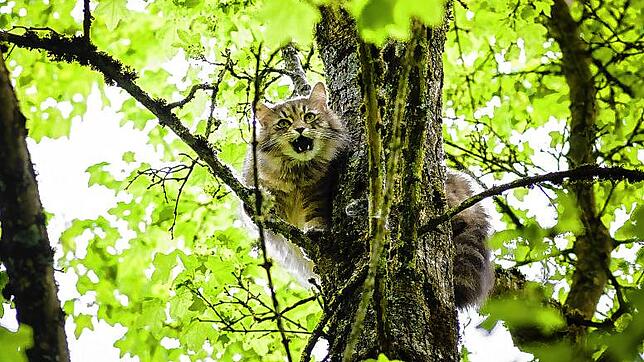 Die hochschwangere Katze Mischa harrte über 24 Stunden oben im Baum aus. Sie kam nicht mehr herunter. Da half auch das Locken mit ...