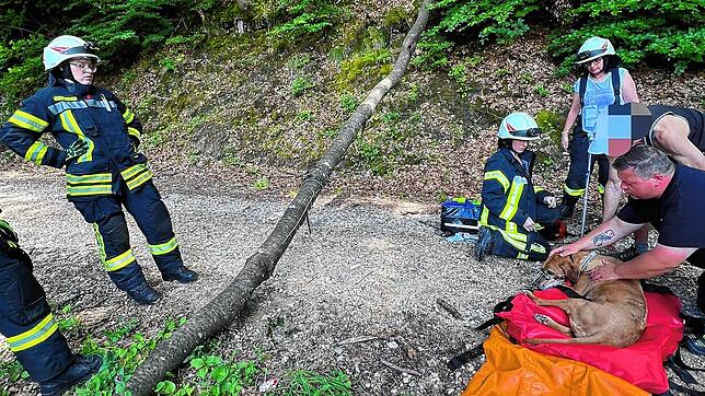 Die Feuerwehr und Tierrettung betreuen Hündin Mali, die von einem Baum getroffen wurde. Bild: Feuerwehr Bodman-Ludwigshafen