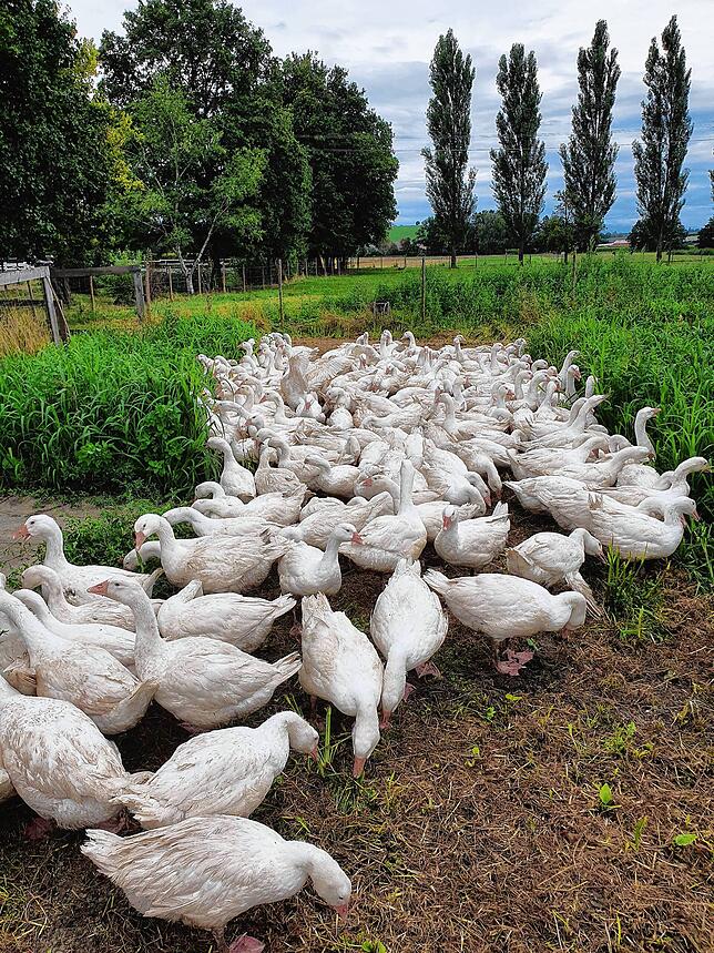Bis Weihnachten dürfen die Gänse auf dem Salemer Auenhof noch laufen.