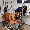 Der fünfjährige Louie ist bei seinem allerersten Friseurbesuch völlig tiefenentspannt. Erst nach dem Frisieren zeigt der Fellhaufen auf ...