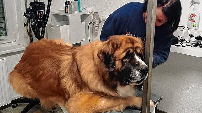 Der fünfjährige Louie ist bei seinem allerersten Friseurbesuch völlig tiefenentspannt. Erst nach dem Frisieren zeigt der Fellhaufen auf ...