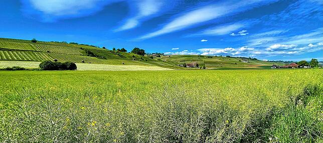 Was für die Deutschen der Klettgau ist, ist für die Schweizer der Chläggi. An den sanften Hügeln wächst überall Wein. Die Landschaft ...