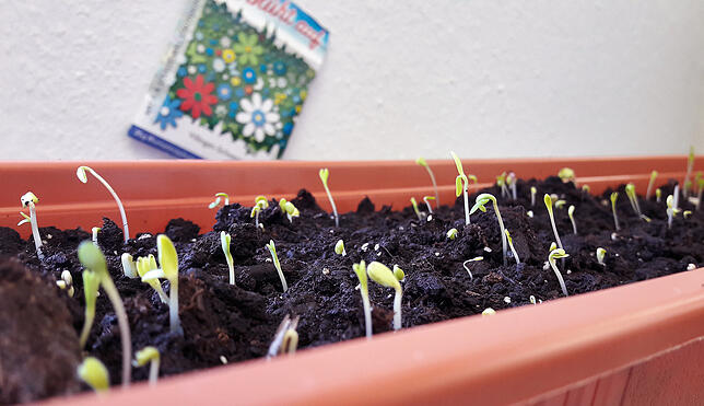 Das ging schnell: Bereits nach drei Tagen recken die ersten Blumen ihre Köpfe aus der Erde.