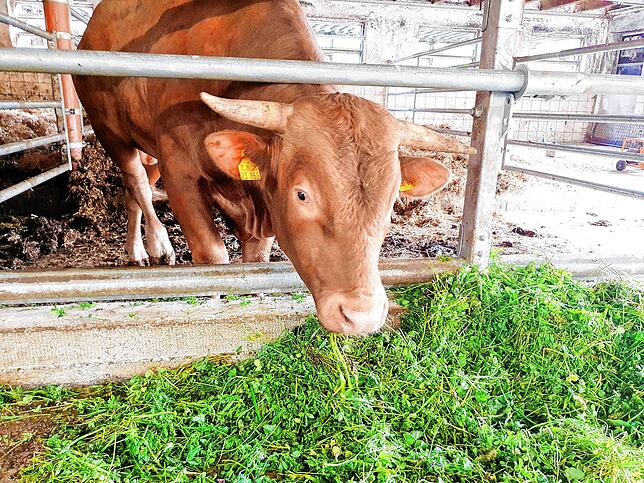 Die Bullen von Stefan Leichenauer leben vegan, das Futter ist selbst angebaut.