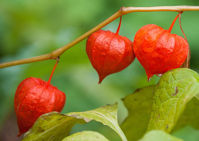 Die Lampionblume sieht der essbaren Physalis sehr ähnlich. Doch eine Verwechslung der Früchte ist nicht ganz so schlimm, denn nur die ...