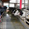 Die Kühe im hochmodernden Stall der Familie Brucker in Schwäblishausen waren genauso neugierig auf die Besucher wie umgekehrt.