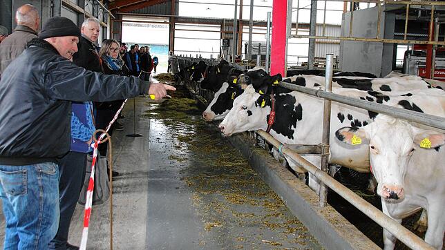 Die Kühe im hochmodernden Stall der Familie Brucker in Schwäblishausen waren genauso neugierig auf die Besucher wie umgekehrt.