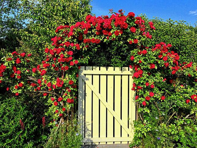 Bild 22: #SKverbindet: Das sind die schönsten Gartenprojekte unserer Leser