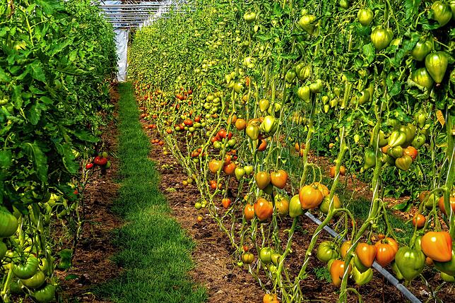 Hier gedeihen derzeit prächtige Tomaten.