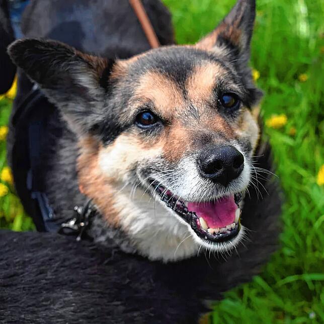 Hoshi ist ein Schäferhund-Mischling, weiblich und kastriert. Geboren wurde sie am 31. Mai 2011. Sie ist freundlich und ...