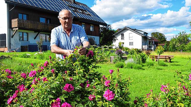 Erich Boll gibt seine Erfahrung mit Rosen gerne weiter. Die verblühten Rosen, die er abschneidet, haben noch eine Aufgabe: Sie werden ...