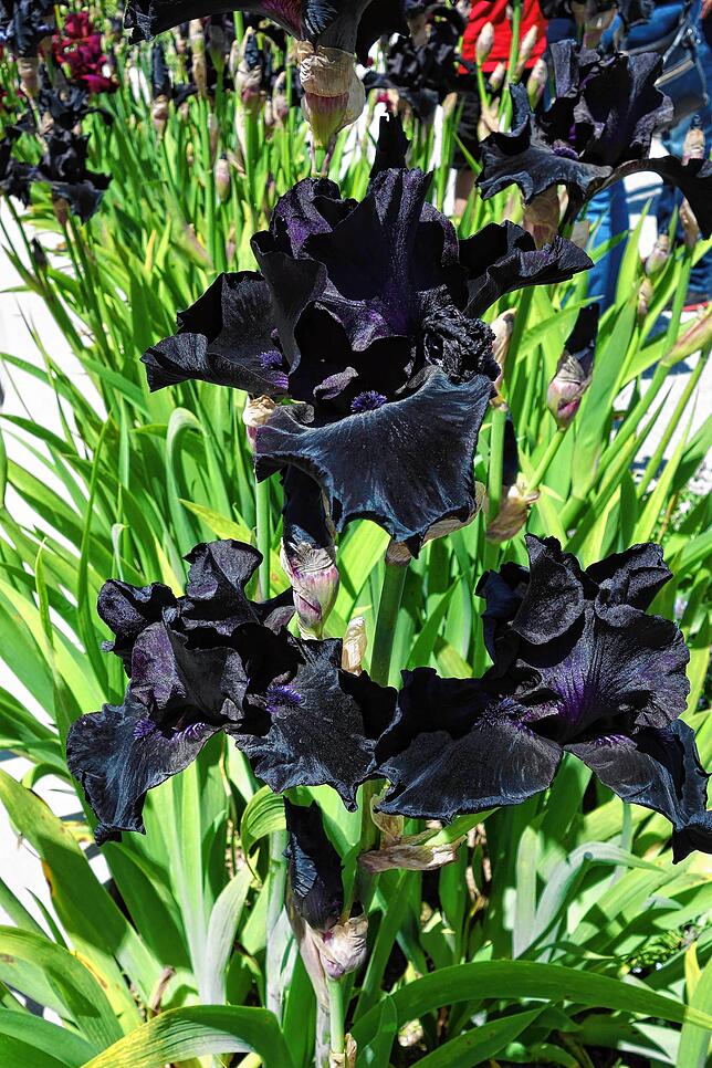 Fast schwarz ist die Iris mit dem Namen &bdquo;Before the Storm&ldquo;. Die dunkel violetten &bdquo;Härchen&ldquo; auf dem hängenden ...