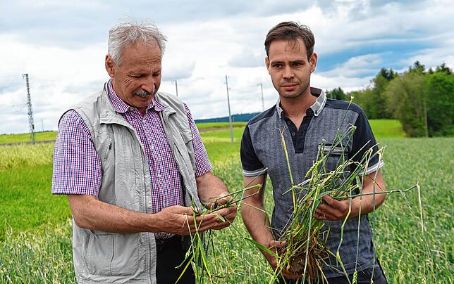 Hansjörg und Sohn Mathias Laufer schauen sich die Folgen den Unwetters auf ihrem Weizenfeld an.