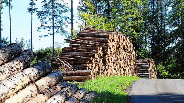 Das große Problem Borkenkäfer: Konnten die großen Holzpolder nicht schnell genug abgefahren werden, blieb stellenweise nur die ...