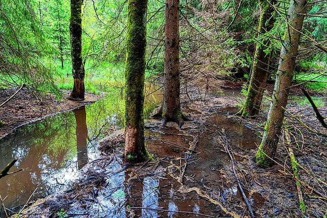 Waldbegehung 2020 mit dem Bad Dürrheimer Gemeinderat. Erste von vier Stationen, der Biber im Wittmannstal.