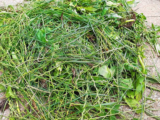 Bild 5: Das hilft gegen Maden und Gestank in der Tonne