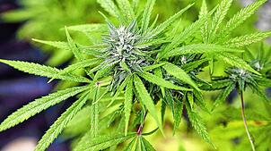 Eine Cannabispflanze in einem Gewächshaus (Symbolbild). Solche Exemplare findet die Polizei in einem Wohngebiet in Wehr.