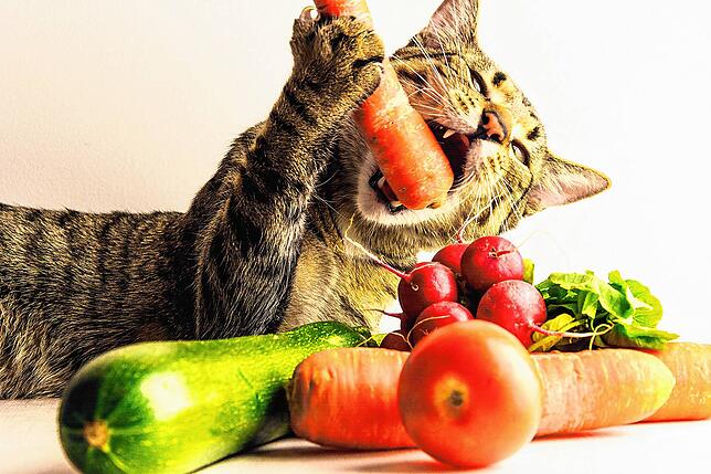 Ungewöhnlich: Diese Katze mag Obst und Gemüse – oder spielt jedenfalls gern damit.