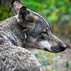 Ein Europäischer Wolf sitzt in einem Wildpark im Wald. Hier ein Symbolbild. In Schluchsee wurden nun mehrere tote Schafe entdeckt. Der ...