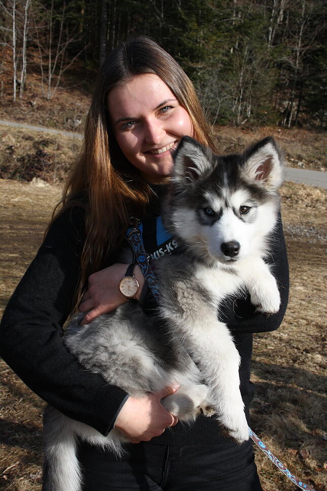 Dieser junge Husky fühlt sich bei seinem Frauchen sichtlich wohl