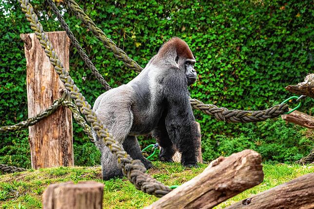 Der Zoo sucht jetzt einen Nachfolger als sozialen Mittelpunkt der Gorilla-Gruppe.