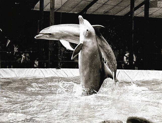 Als 1969 alle Welt bei der Serie „Flipper“ mitfieberte, werden die Delfine Skipper und Sindbad aus Florida eingeflogen und zeigen auf ...