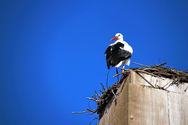 Bild 5: Traute Zweisamkeit: Die Störche Hans und Nelli II sind wieder in ihr Nest in der Oberstadt zurückgekehrt
