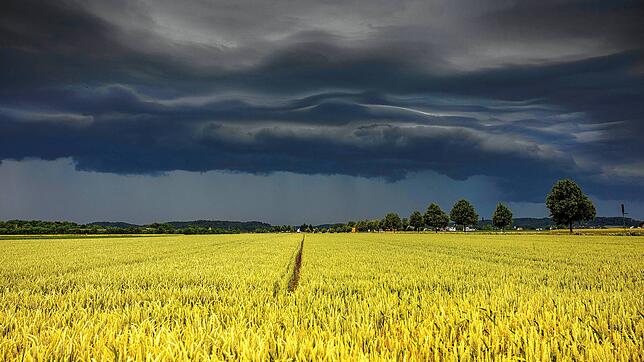 Gewitterwolken ziehen über einem Feld auf (Symbolbild). In Deutschland sollen heute laut Wetterbericht zum Teil starke Gewitter zu ...