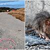 Ratten beschäftigen den Bauhof in Eigeltingen. Jetzt soll eine neue Methode helfen &ndash; ohne Gift und dennoch wirksam.