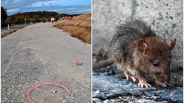 Ratten beschäftigen den Bauhof in Eigeltingen. Jetzt soll eine neue Methode helfen &ndash; ohne Gift und dennoch wirksam.