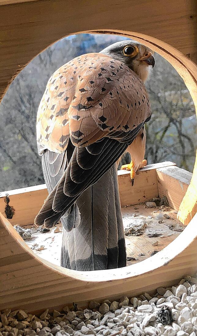 Ein Turmfalken-Männchen mit dem typisch gepunkteten Gefieder vor dem Einflugsloch eines Nistkastens auf dem Romäusturm. Auf dem Turm ...