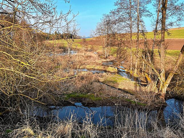 Der Weiher in Behla bietet einen optimalen Lebensraum für den Biber. Hier hat er Bäume und kann Dämme bauen, ohne das sich dadurch ...