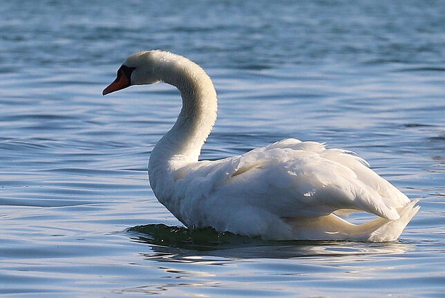 Der Höckerschwan ist die einzige Schwanenart, die ganzjährig am Bodensee lebt.