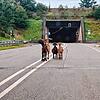 Vier Ziegen blockieren am Sonntagmorgen bei Laufenburg den Tunneleingang der A98 Richtung Bad Säckingen.