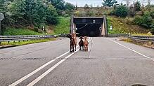 Vier Ziegen blockieren am Sonntagmorgen bei Laufenburg den Tunneleingang der A98 Richtung Bad Säckingen.