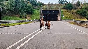 Vier Ziegen blockieren am Sonntagmorgen bei Laufenburg den Tunneleingang der A98 Richtung Bad Säckingen.