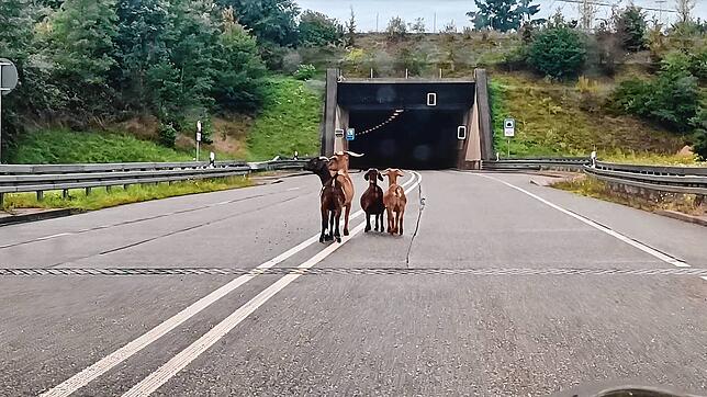 Vier Ziegen blockieren am Sonntagmorgen bei Laufenburg den Tunneleingang der A98 Richtung Bad Säckingen.