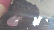 Ein Hund hechelt in einem aufgeheizten Auto (Symbolbild). Polizei und Feuerwehr mussten in Lörrach einen Hund befreien.