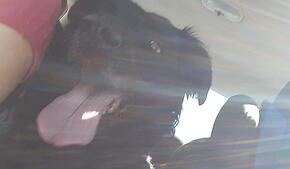 Ein Hund hechelt in einem aufgeheizten Auto (Symbolbild). Polizei und Feuerwehr mussten in Lörrach einen Hund befreien.