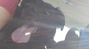 Ein Hund hechelt in einem aufgeheizten Auto (Symbolbild). Polizei und Feuerwehr mussten in Lörrach einen Hund befreien.
