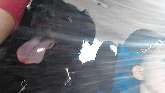 Hund und Kind bei Hitze im Auto: Der Innenraum kann sich enorm aufheizen &ndash; eingeschlossen und ohne Möglichkeit zur Abkühlung kann ...