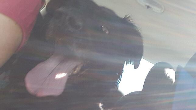 Ein Hund hechelt in einem aufgeheizten Auto (Symbolbild). Polizei und Feuerwehr mussten in Lörrach einen Hund befreien.