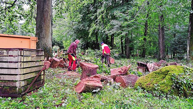 Bild 14: Hagelkörner groß wie Taubeneier! Bilder vom Unwetter am 1. Juni in Bad Säckingen - und den Schäden